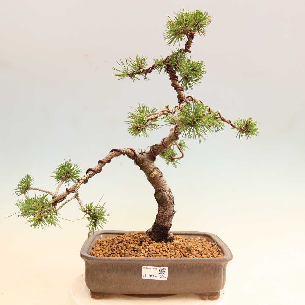 Outdoor Bonsai - Pinus mugo Humpy  - Mountain Pine