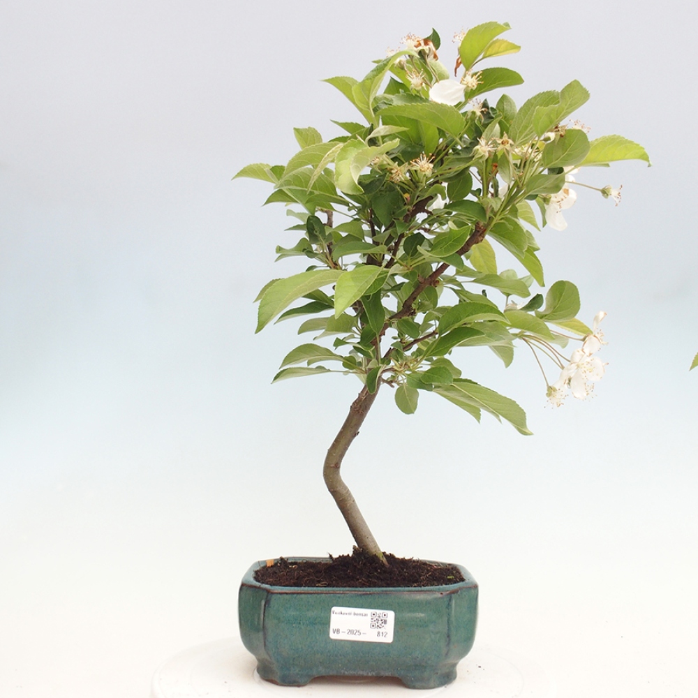 Outdoor bonsai - Malus halliana - Small-fruited apple tree