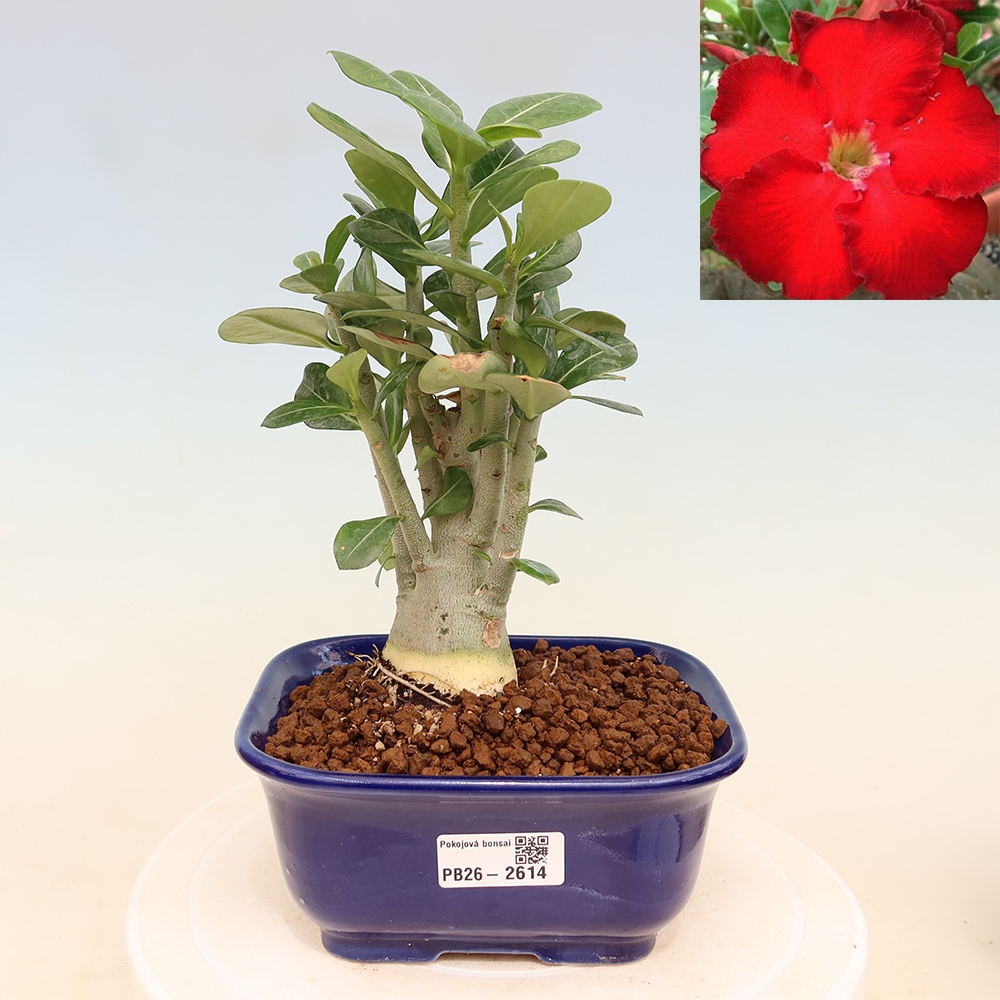 Indoor Bonsai - Adenium obesum Red Star - Desert Rose