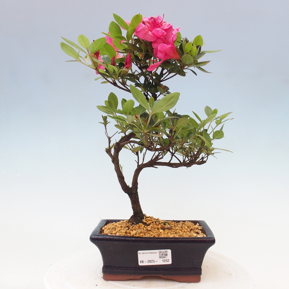 Outdoor bonsai - Japanese azalea - Azalea sp.