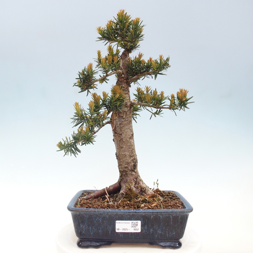 Outdoor bonsai - Taxus cuspidata - Japanese yew