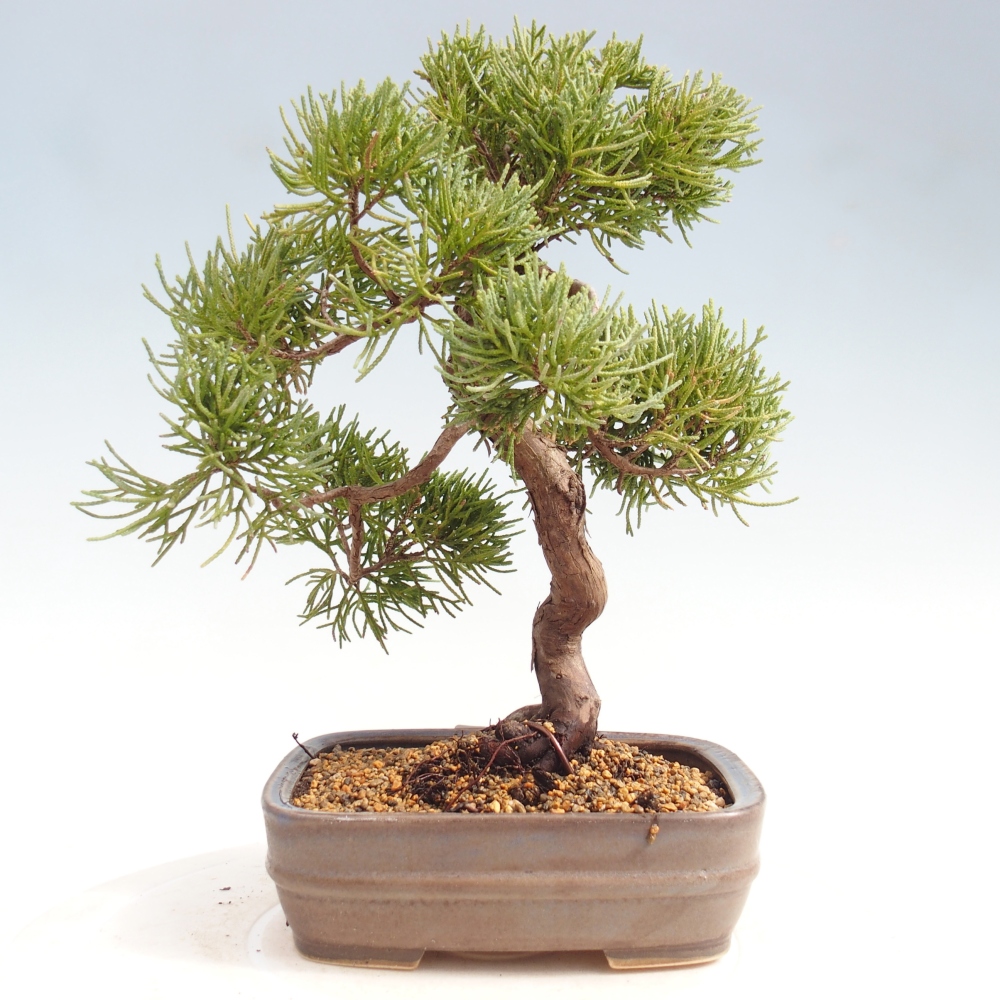 Outdoor bonsai - Juniperus chinensis Kishu
