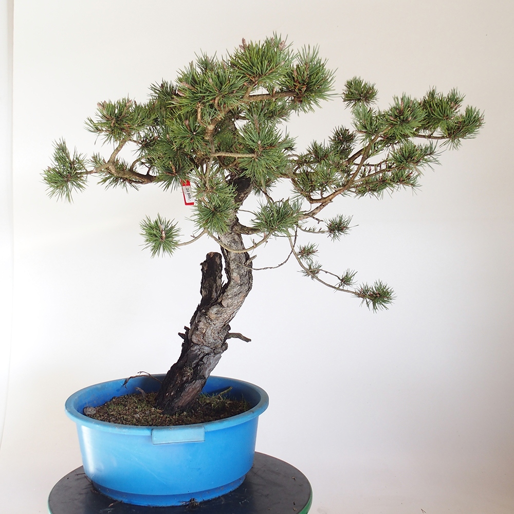 Yamadori - Pinus sylvestris Spain