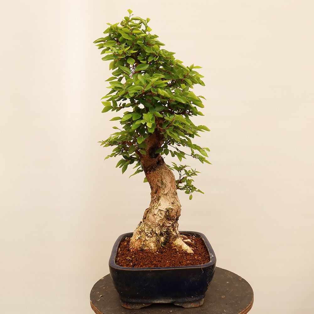 Outdoor bonsai - Carpinus Coreana - Korean hornbeam