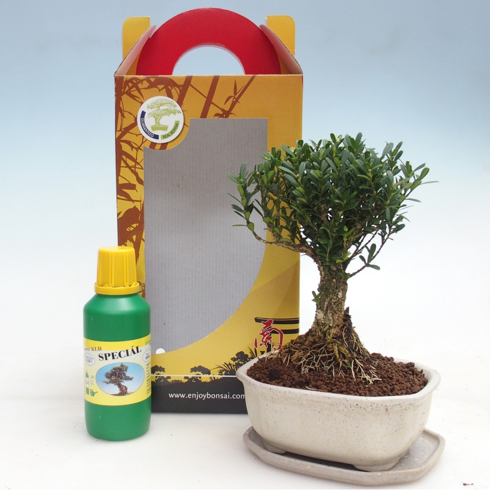 Room bonsai in gift box Buxus harlandii - cork buxus