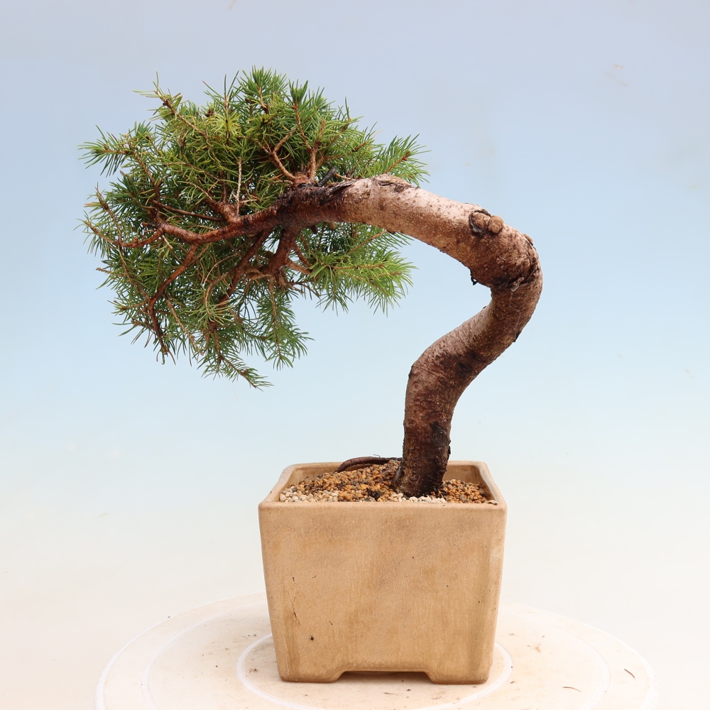 Outdoor Bonsai - Blue Spruce - Picea glauca 'Globe'