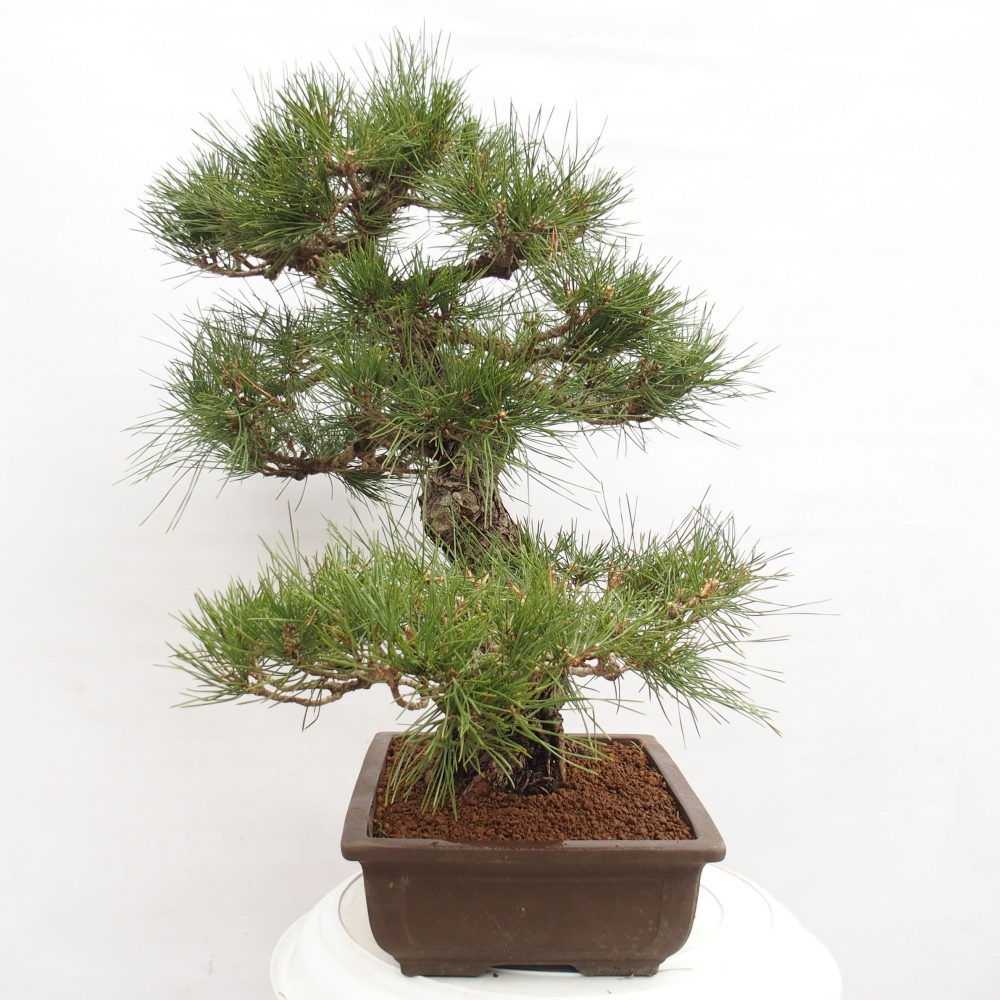 Outdoor bonsai - Pinus thunbergii - Thunberg pine