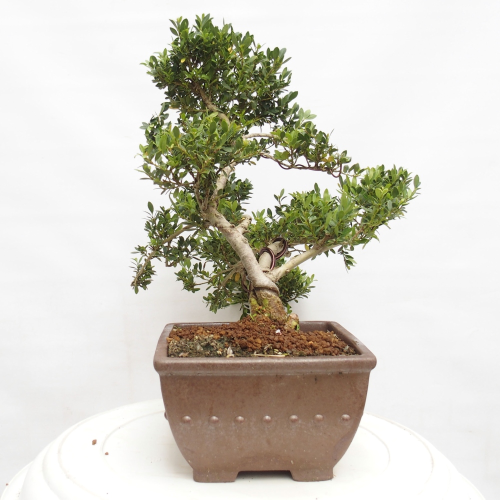 Indoor bonsai - Ilex crenata - Holly