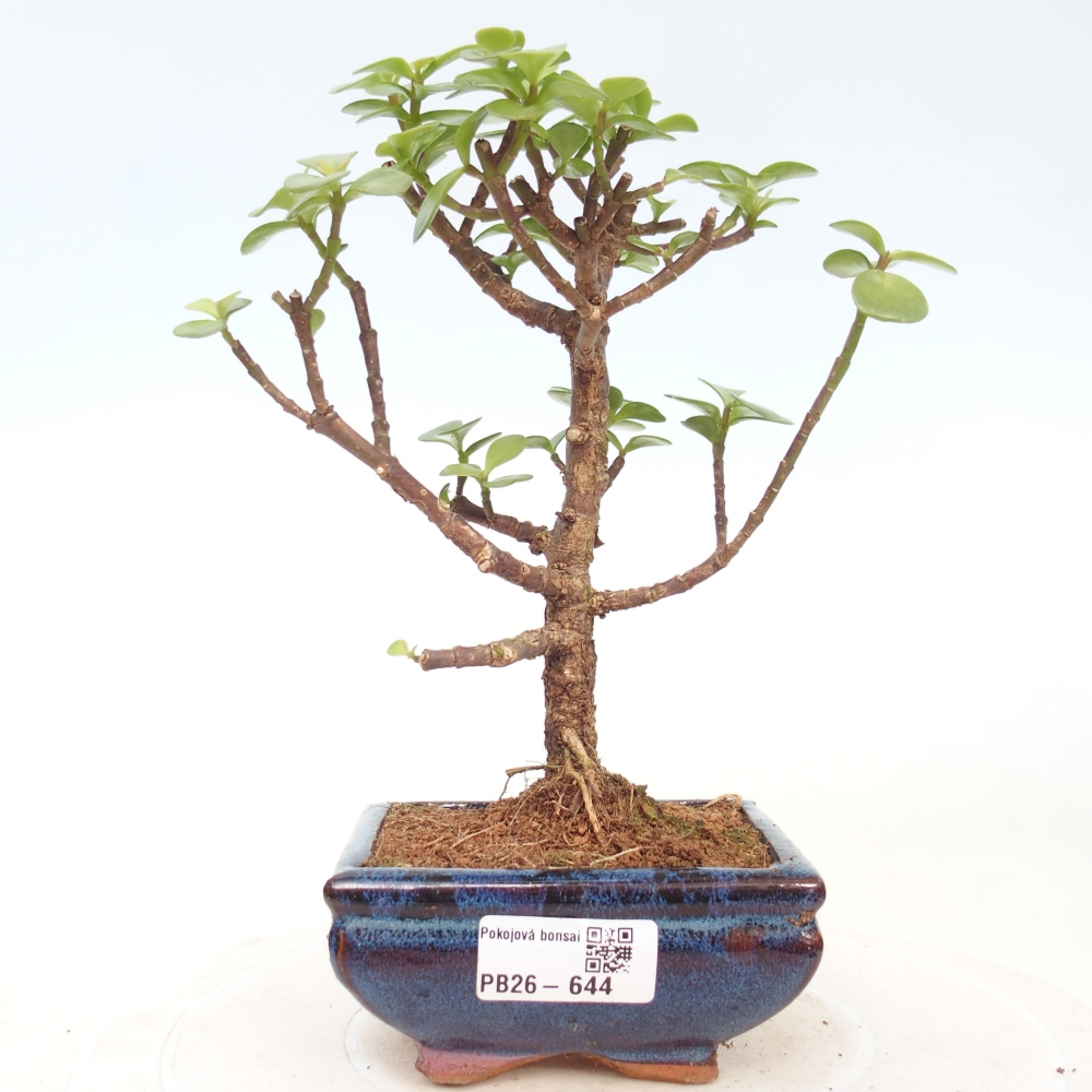 Room bonsai - Portulakaria Afra - Tlustice