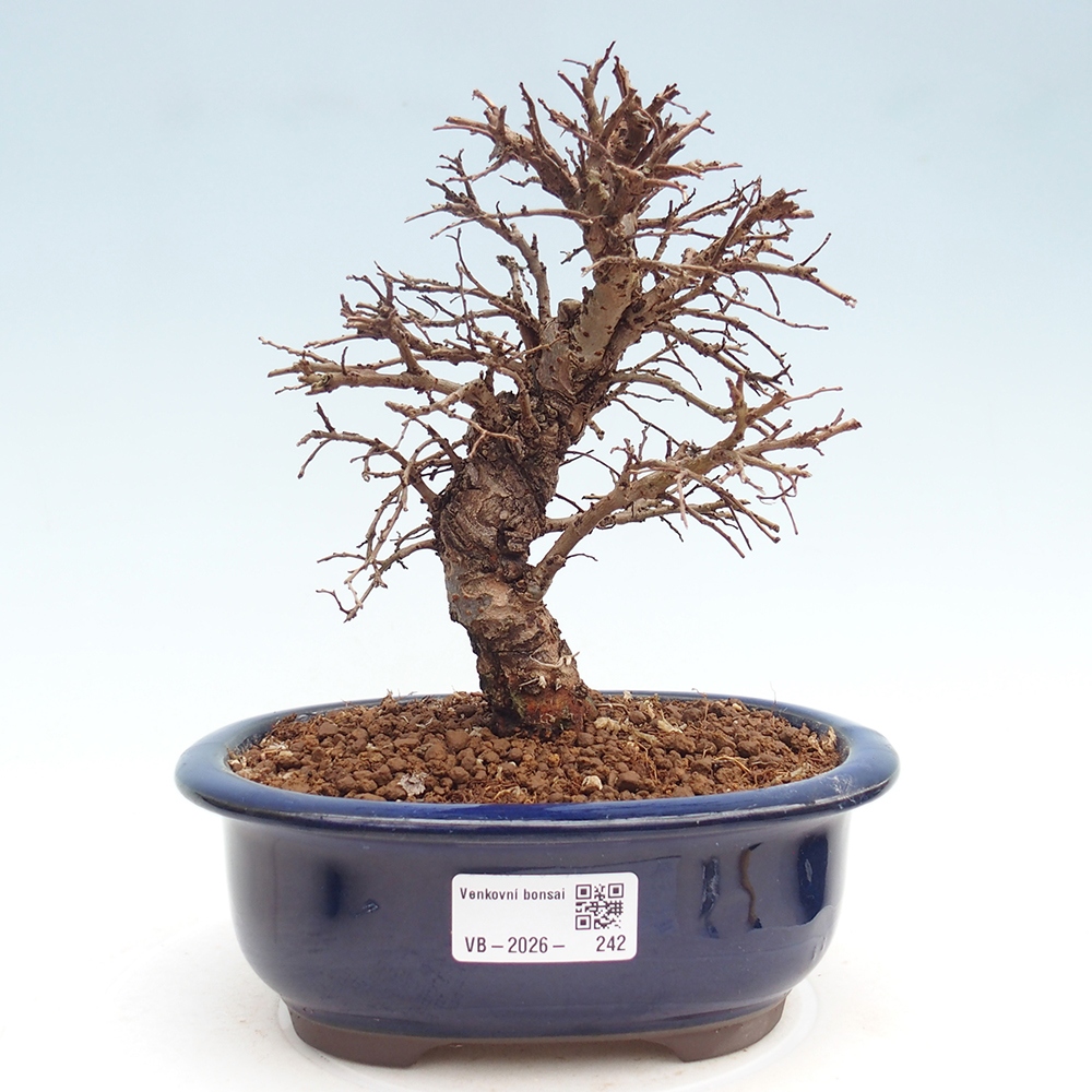 Outdoor bonsai - Zelkova - Zelkova NIRE