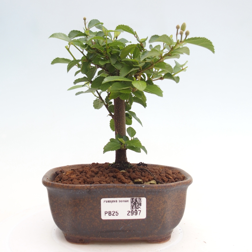 Indoor bonsai - Grewia occidentalis - Lavender star