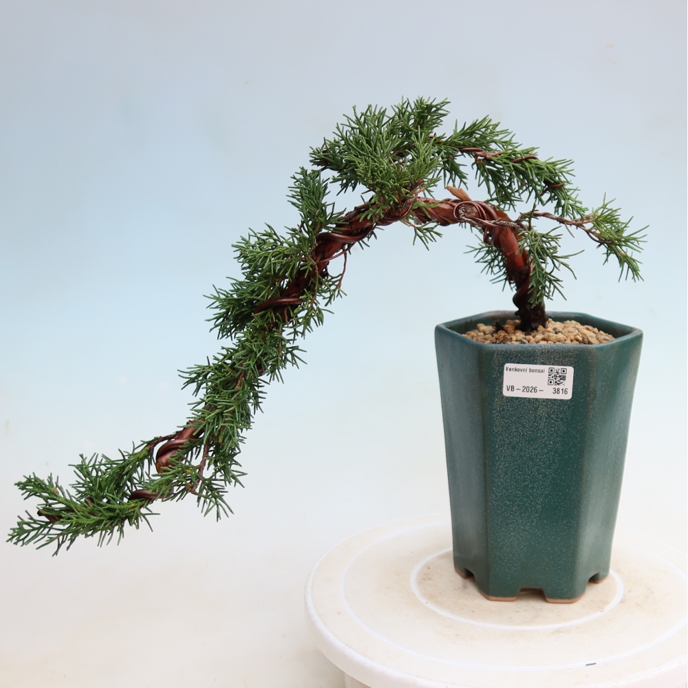 Outdoor bonsai - Juniperus chinensis Kishu
