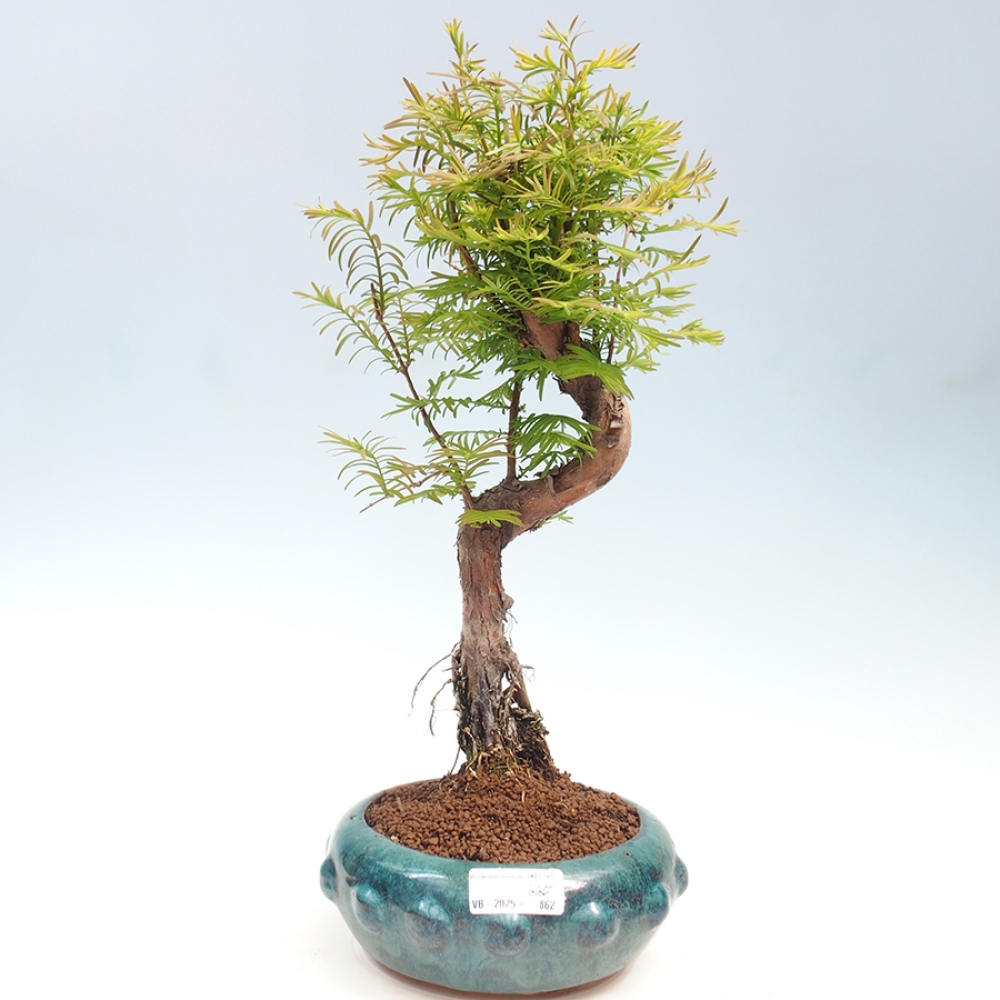 Outdoor bonsai - Metasequoia glyptostroboides - Chinese Metasequoia