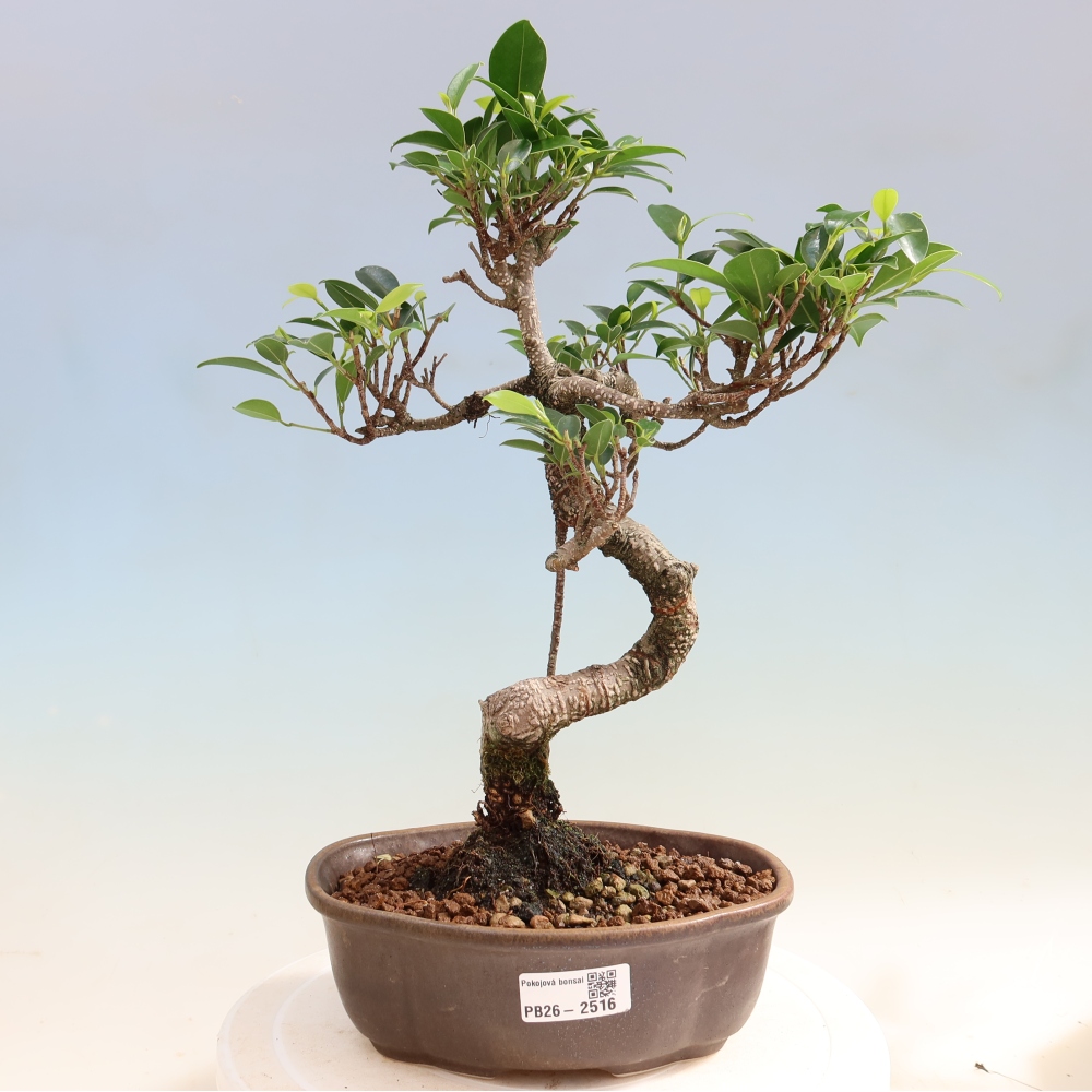 Room bonsai - Ficus retusa - small-leaved ficus