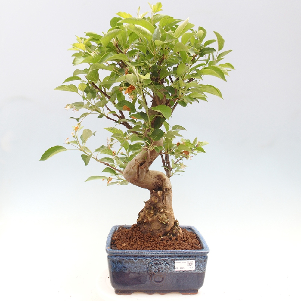 Outdoor bonsai - Malus halliana - Small-fruited apple tree