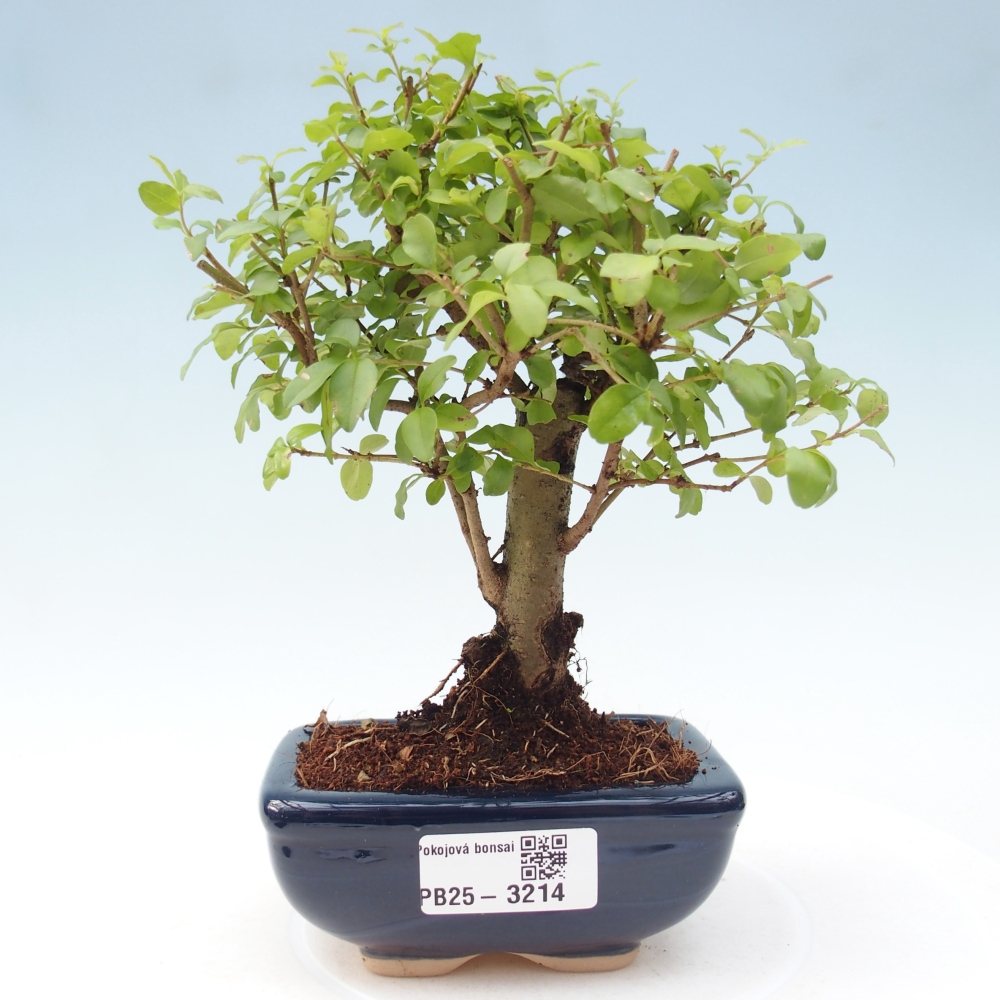Room bonsai -Ligustrum chinensis - Bird's Beak
