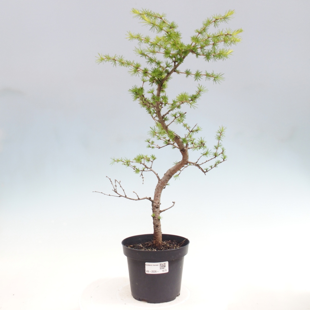 Outdoor bonsai -Larix decidua - Larch