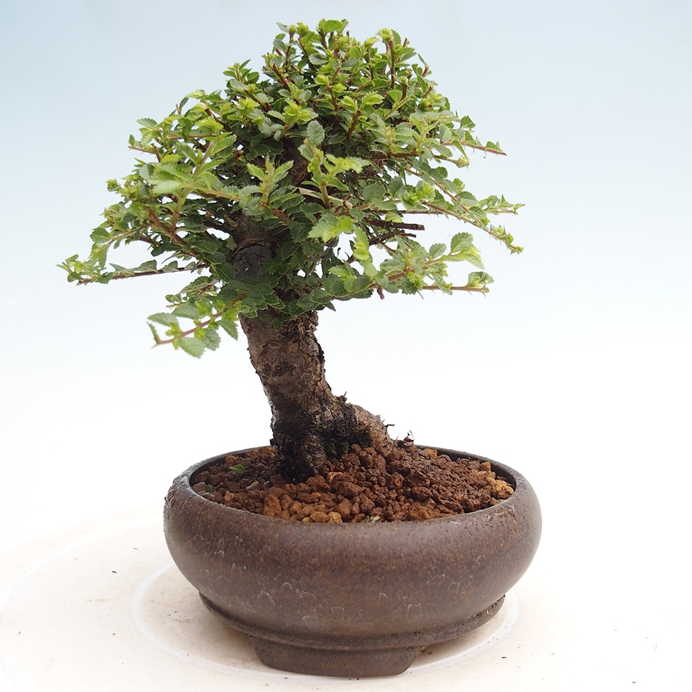Outdoor bonsai - Ulmus parvifolia Hokkaido - Chinese elm