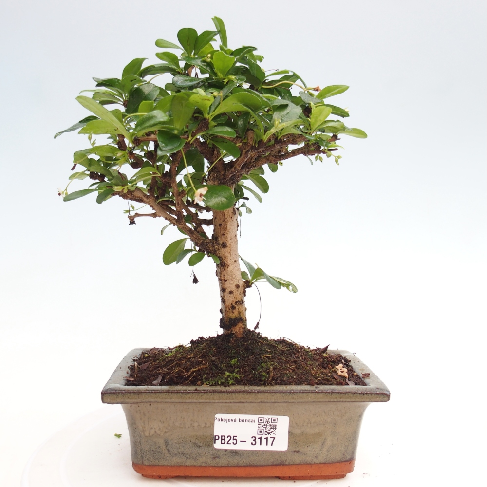 Indoor bonsai - Carmona macrophylla - Fuki tea