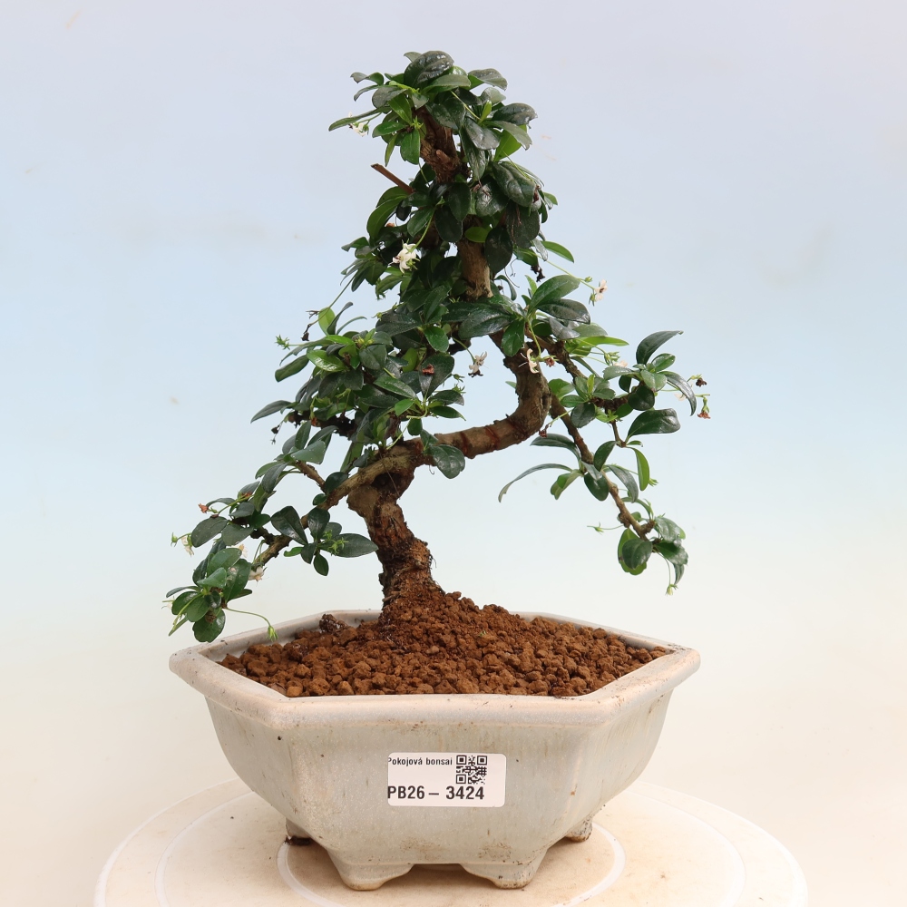 Room bonsai - Carmona macrophylla - Tea fuki