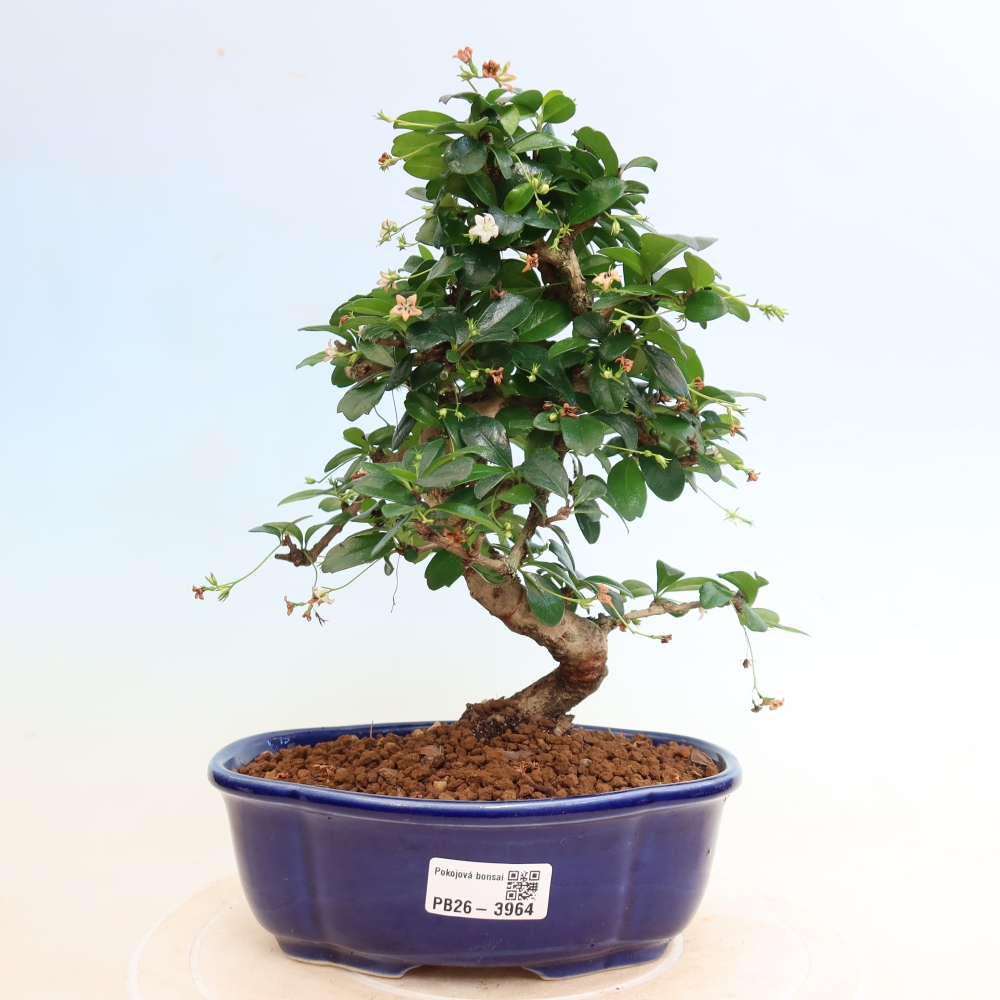 Room bonsai - Carmona macrophylla - Tea fuki