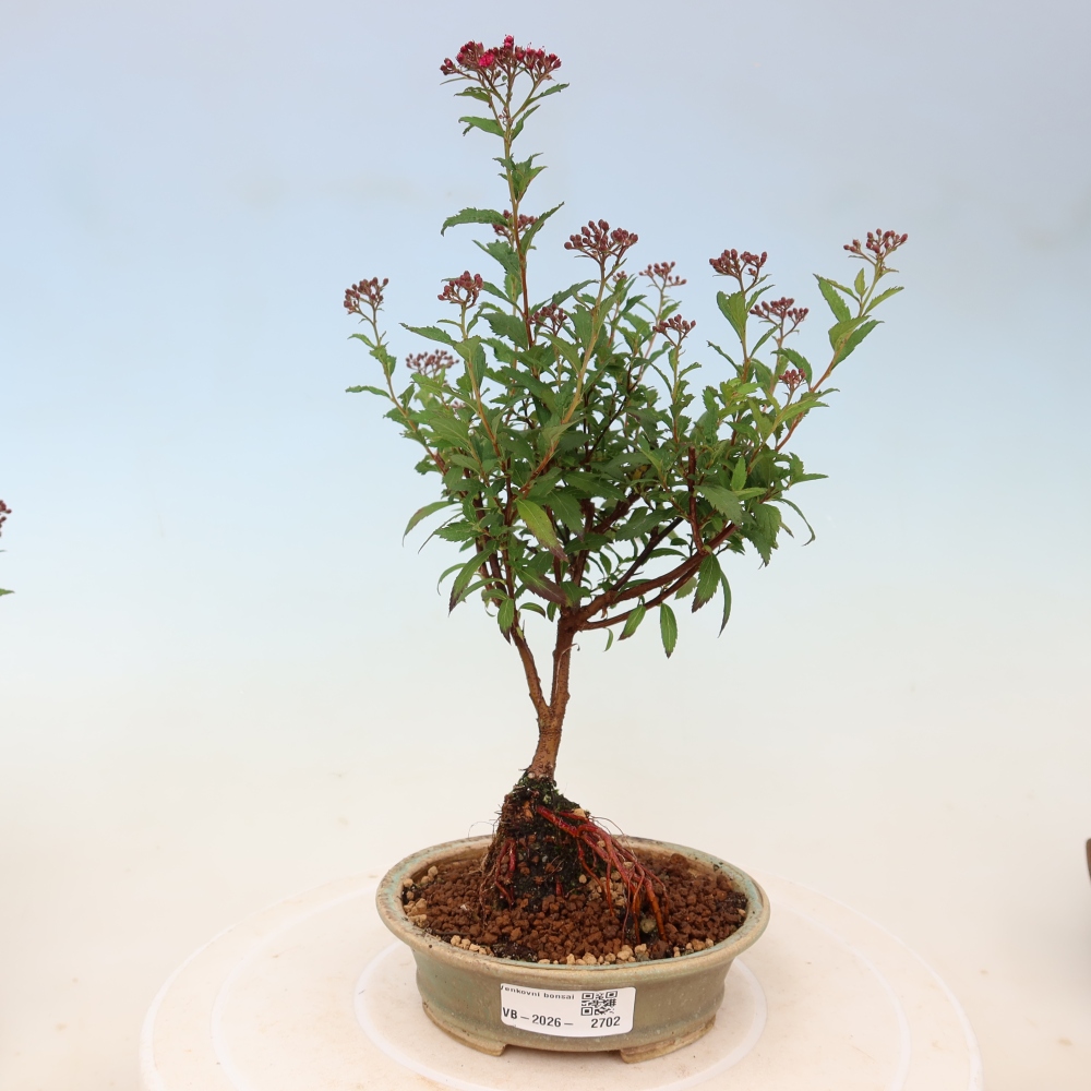 Outdoor Bonsai - Japanese Spirea - Spirea japonica 'Anthony Waterer'