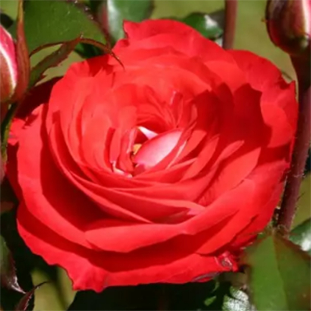 Outdoor bonsai - Rosa Kordes -  rose