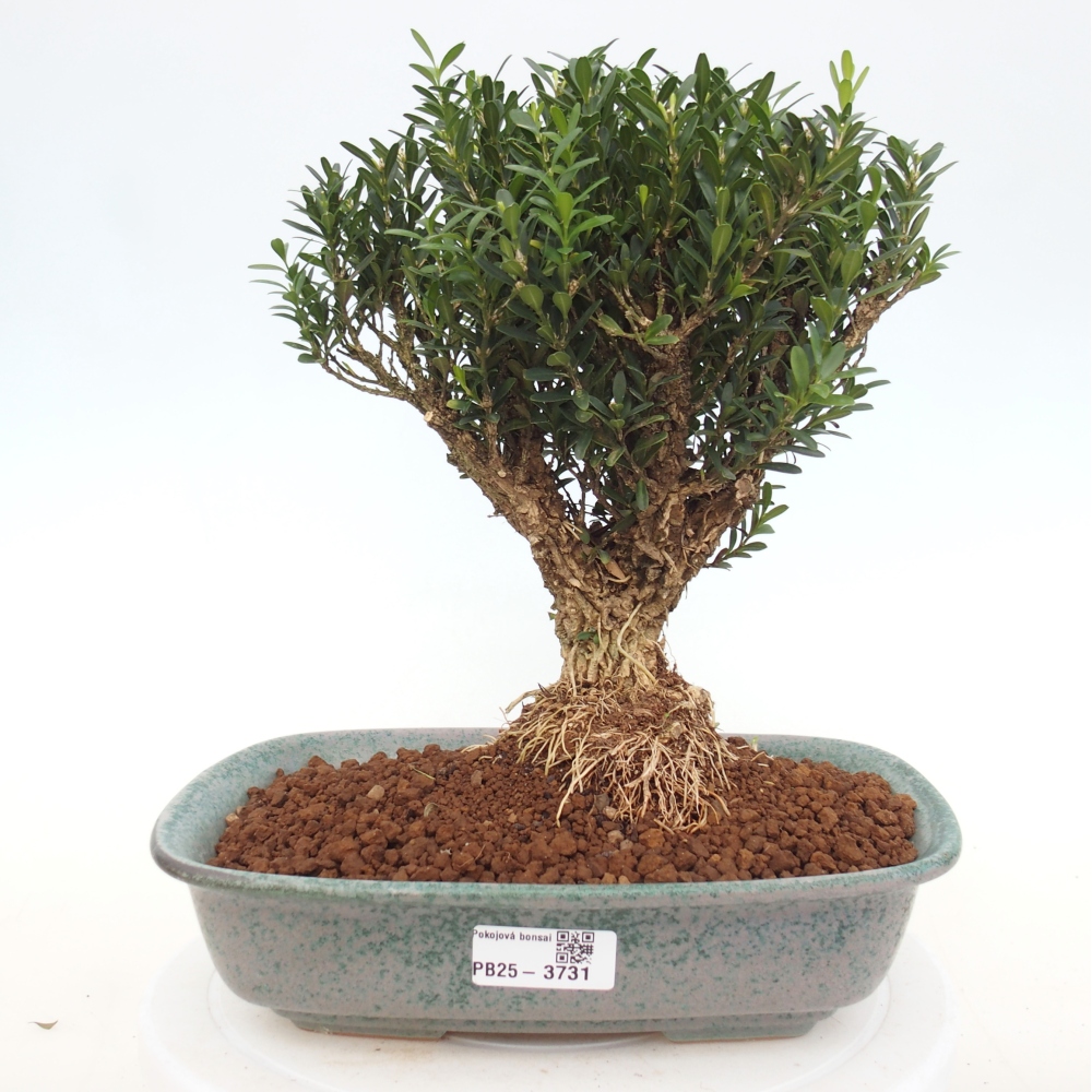 Room bonsai - Buxus harlandii - cork buxus