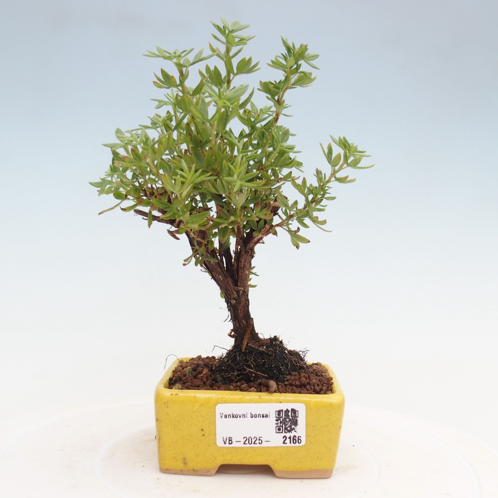 Outdoor bonsai-Cinquefoil - Potentila fruticosa yellow Bird
