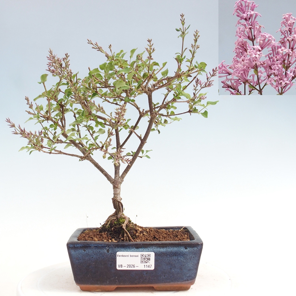 Outdoor bonsai - Syringa Meyeri Palibin - Meyer's Lilac