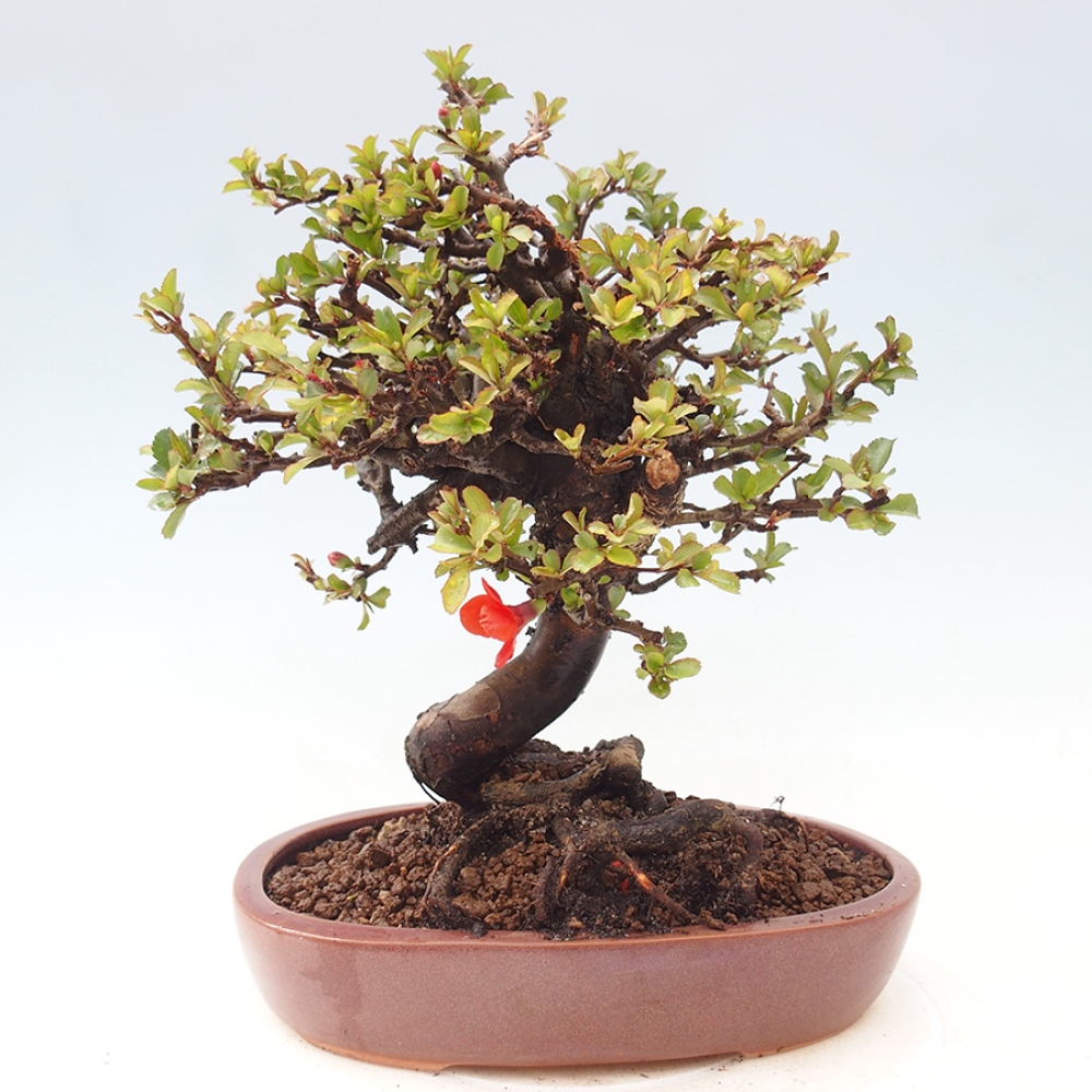 Outdoor bonsai - Chaneomeles speciosa - Quince
