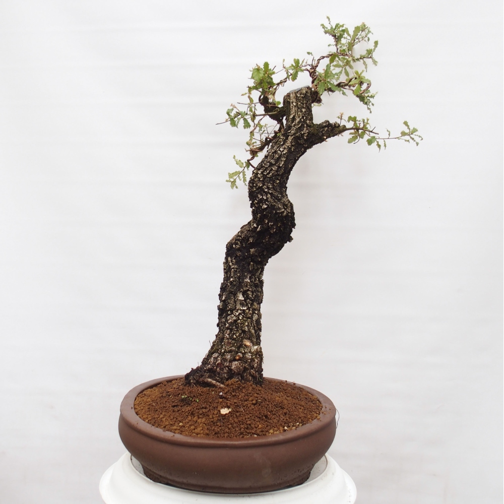 Yamadori - Quercus Ilex - Oak holly