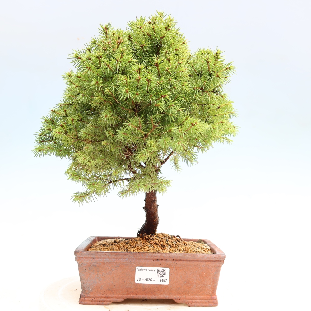 Outdoor Bonsai - Blue Spruce - Picea glauca 'Globe'