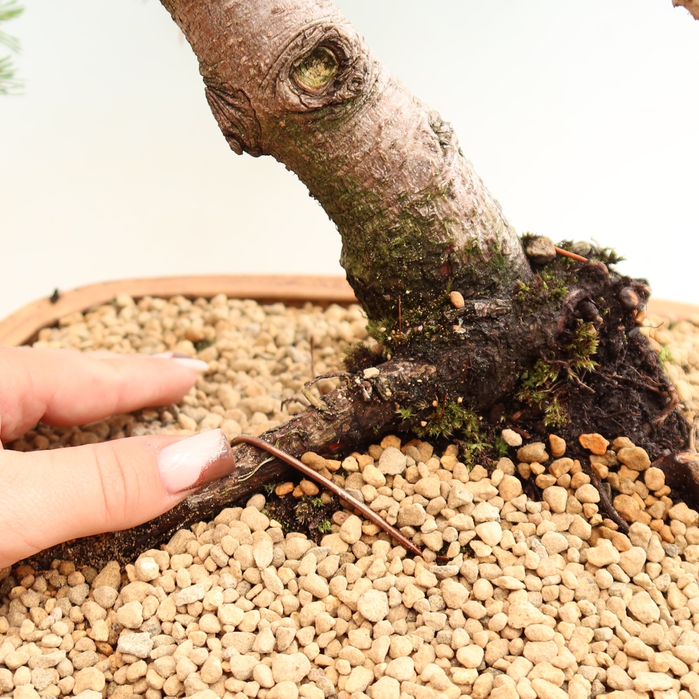 Outdoor Bonsai - Pinus mugo Humpy  - Mountain Pine