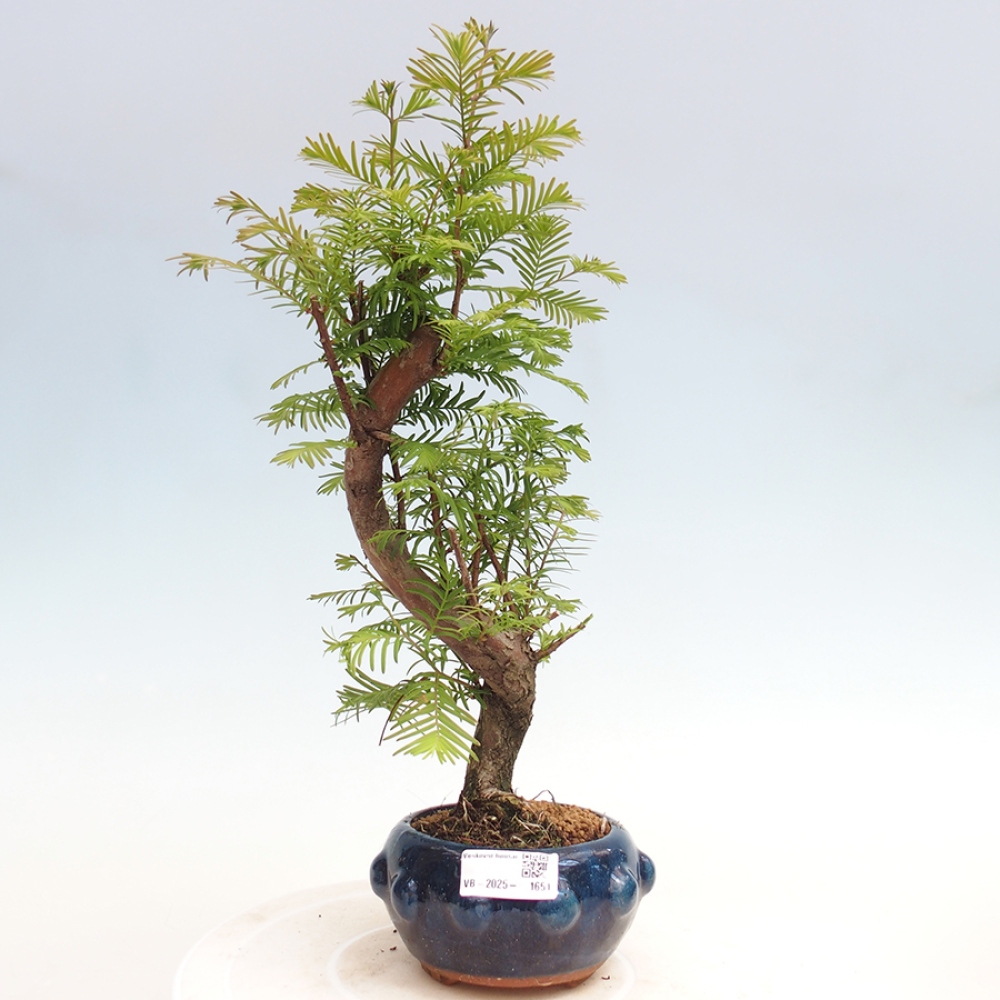 Outdoor bonsai - Metasequoia glyptostroboides - Chinese Metasequoia