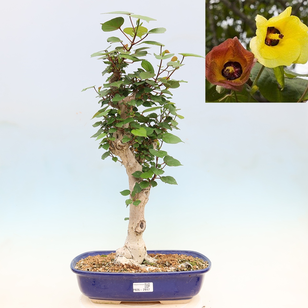 Indoor bonsai - Hibiscus tiliaceus - Sea Hibiscus
