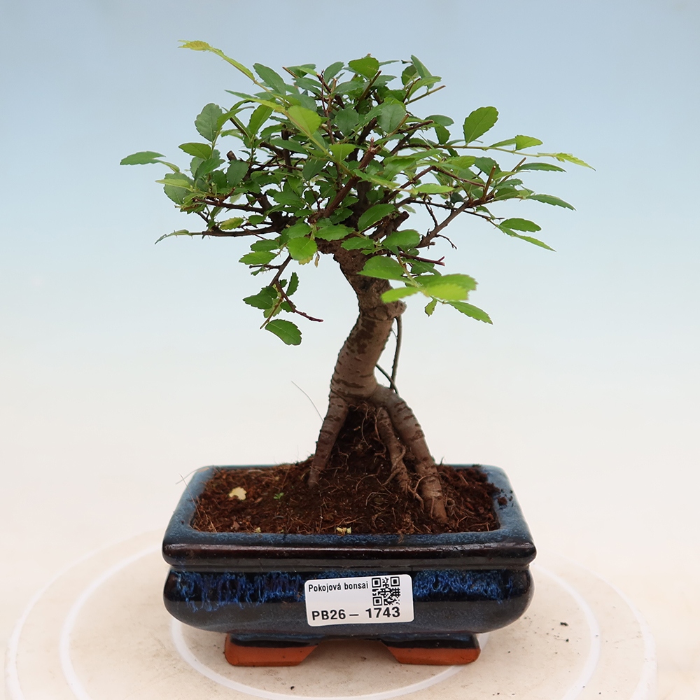 Room bonsai - Ulmus parvifolia - Small-leaved elm