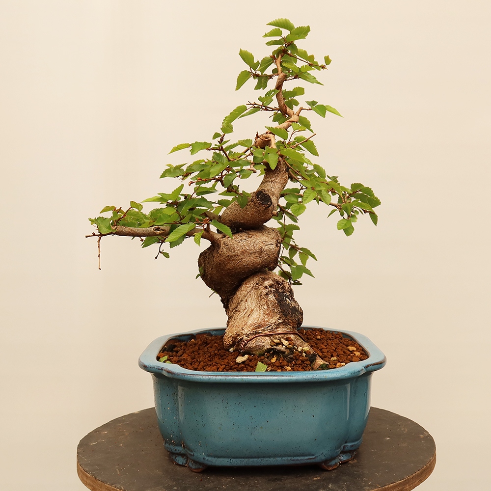 Outdoor bonsai - Carpinus Coreana - Korean hornbeam