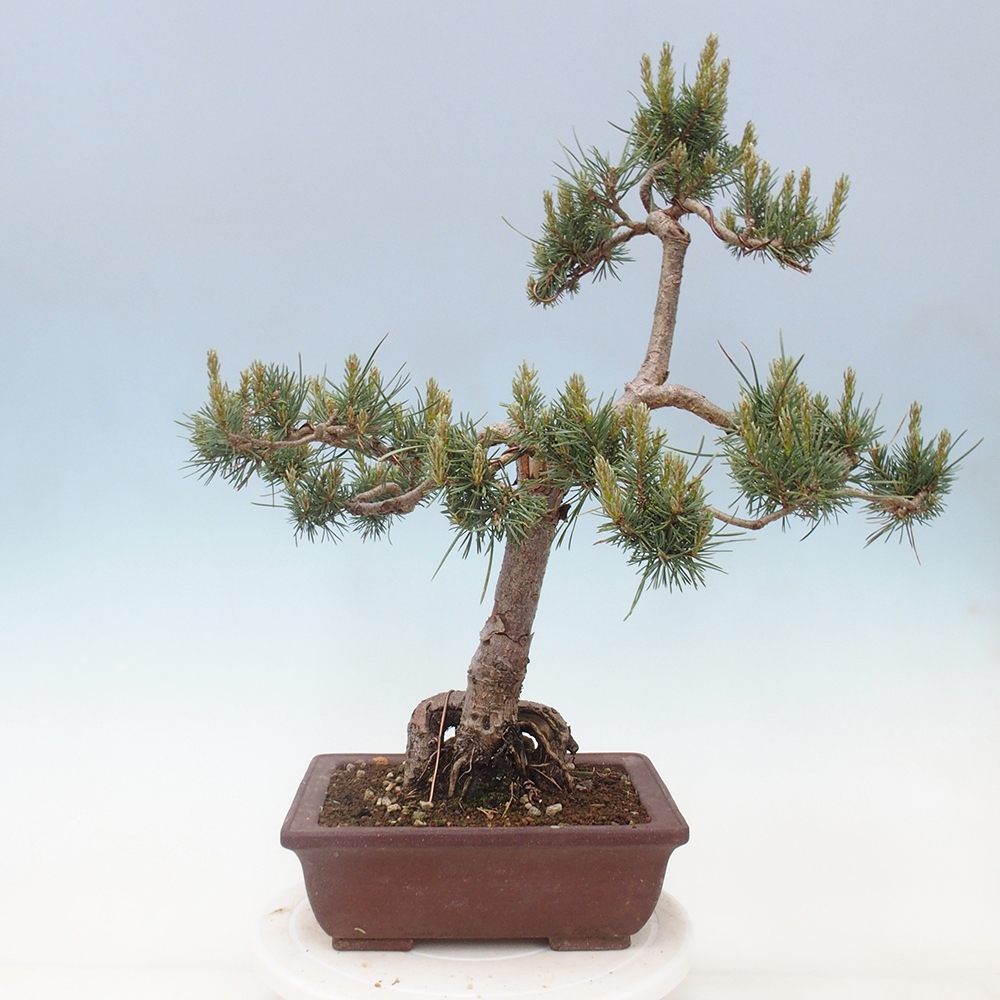 Outdoor bonsai - Pinus Sylvestris - Scots pine