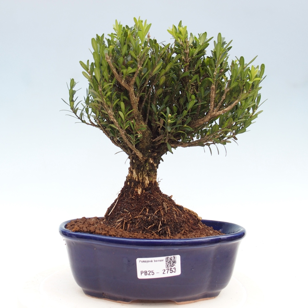 Indoor bonsai - Buxus harlandii - Cork boxwood
