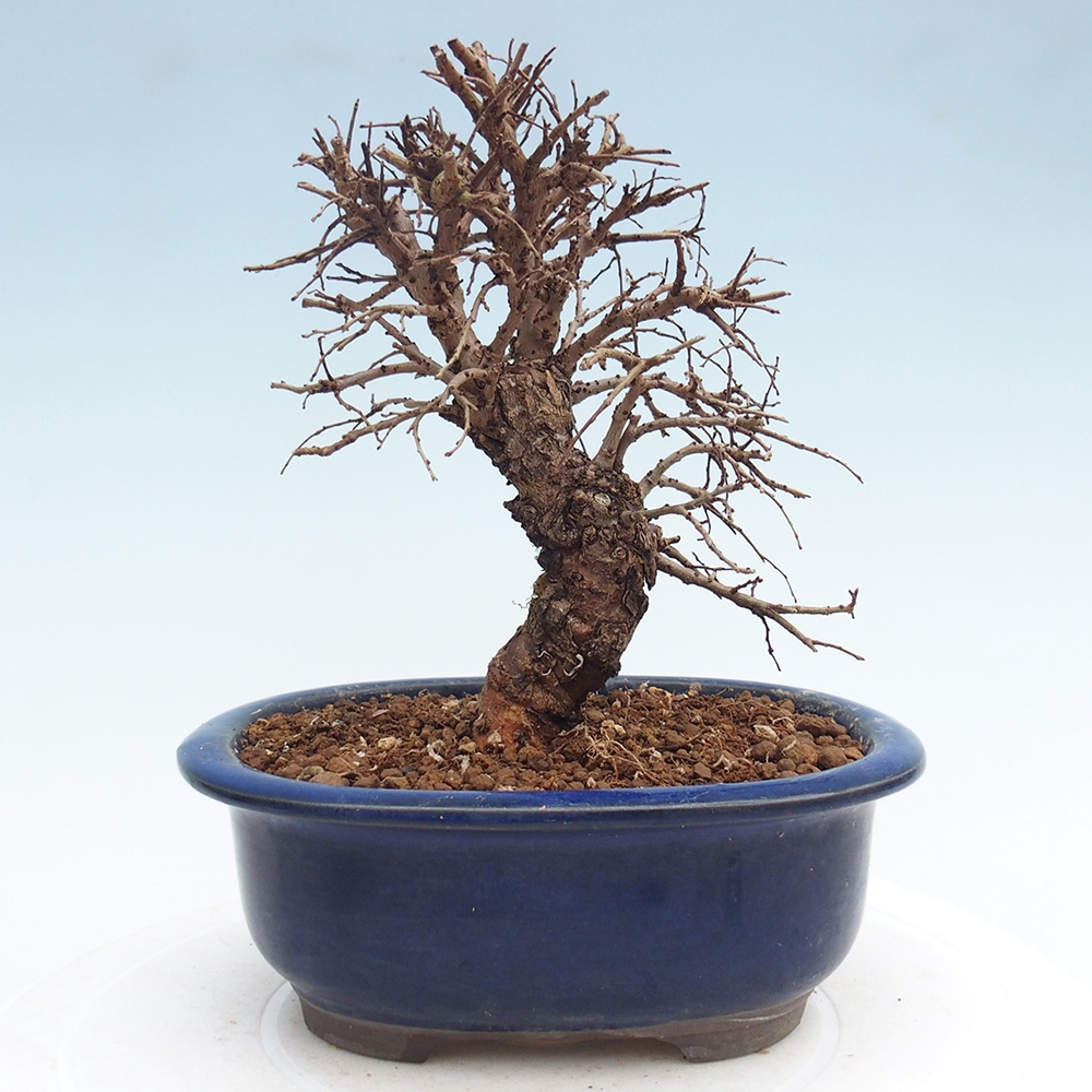 Outdoor bonsai - Zelkova - Zelkova NIRE