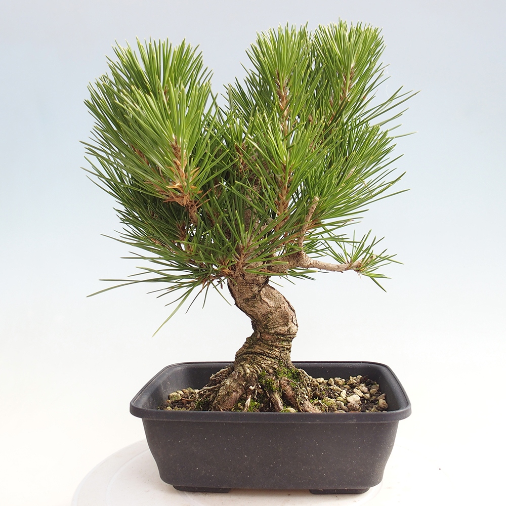Outdoor bonsai - Pinus thunbergii - Thunberg pine