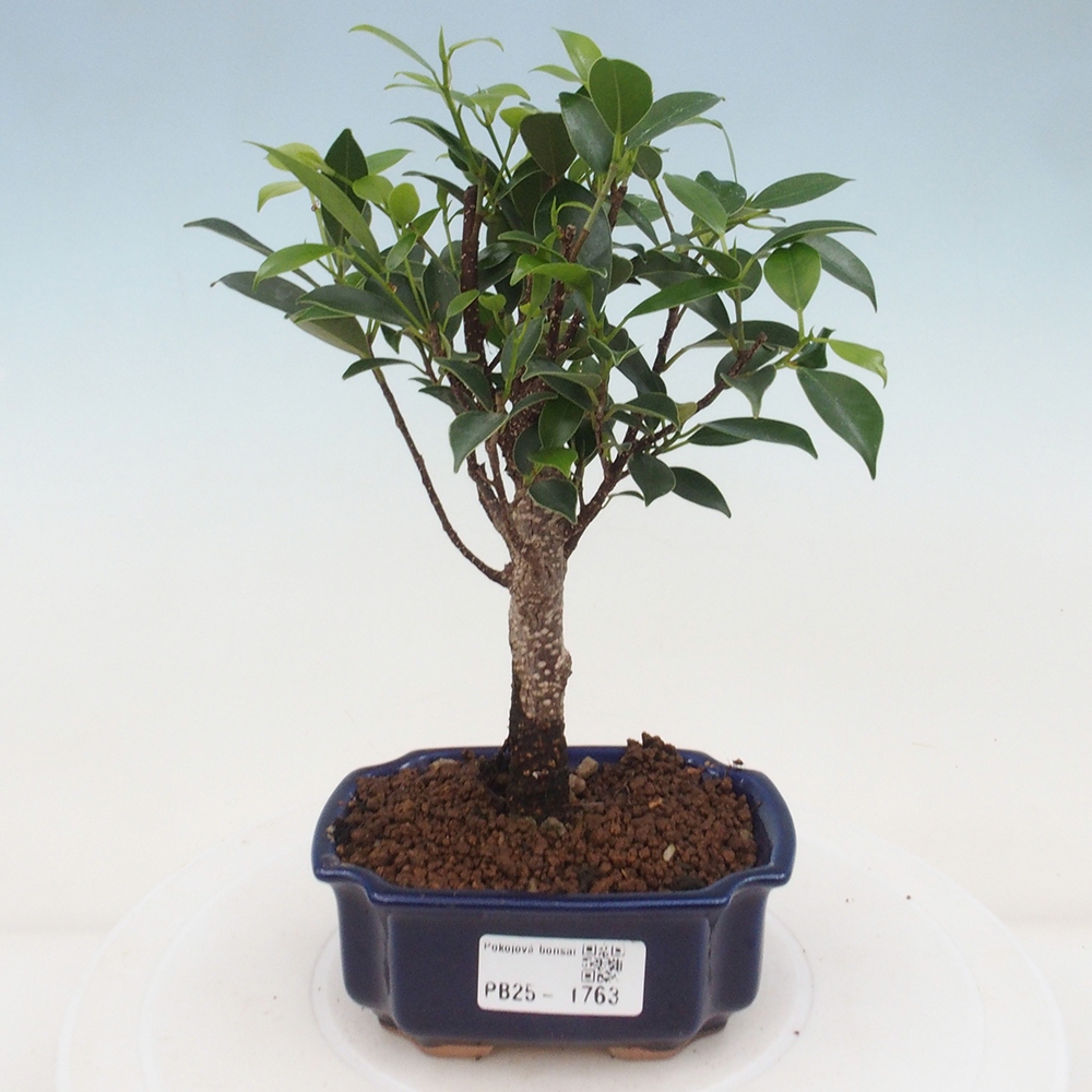 Indoor bonsai - Small-leaved ficus - Ficus kimmen