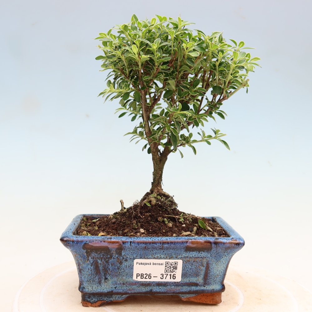 Indoor Bonsai - Serissa foetida Variegata - Tree of a Thousand Stars