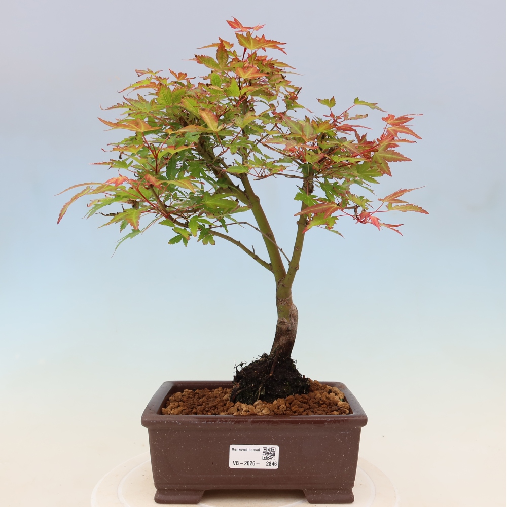 Norway maple - Acer palmatum Beni Tsukasa