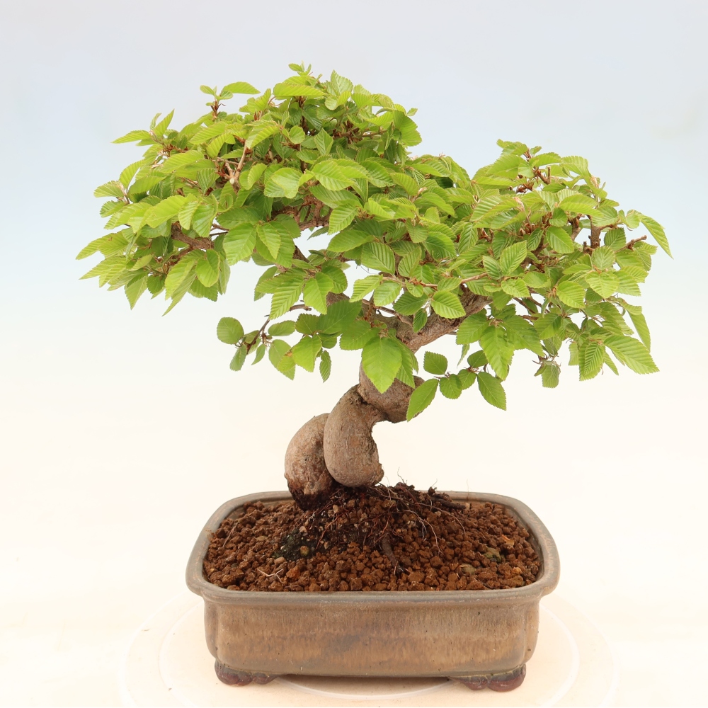 Outdoor bonsai -Carpinus coreana - Korean Hornbeam