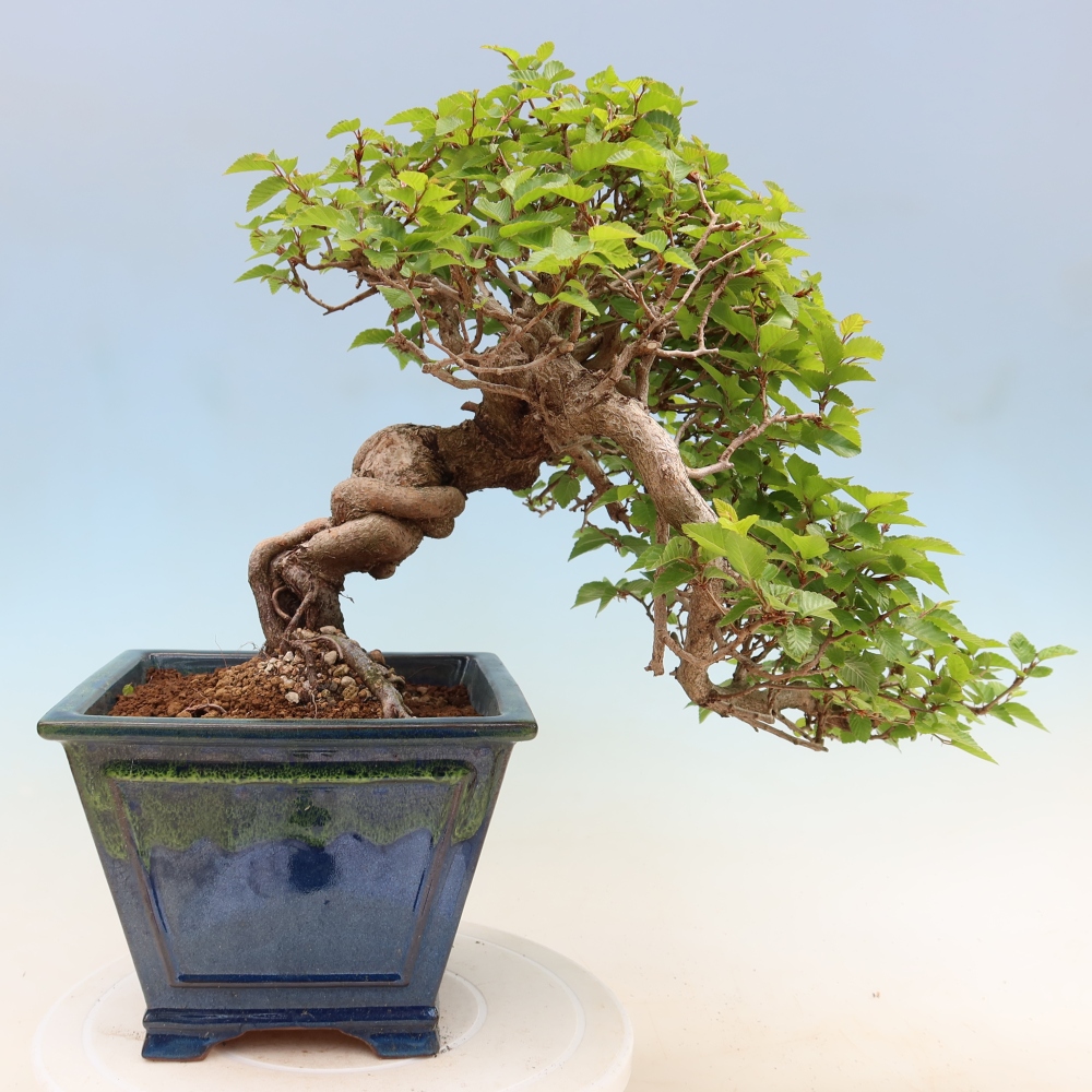 Outdoor bonsai -Carpinus coreana - Korean Hornbeam