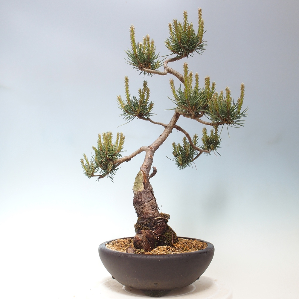 Outdoor bonsai - Pinus Sylvestris - Scots pine