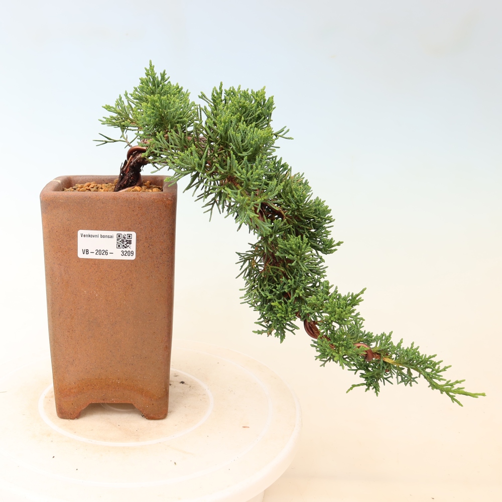 Outdoor bonsai - Juniperus chinensis Kishu