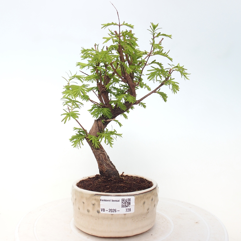 Outdoor bonsai - Metasequoia glyptostroboides - Chinese Metasequoia